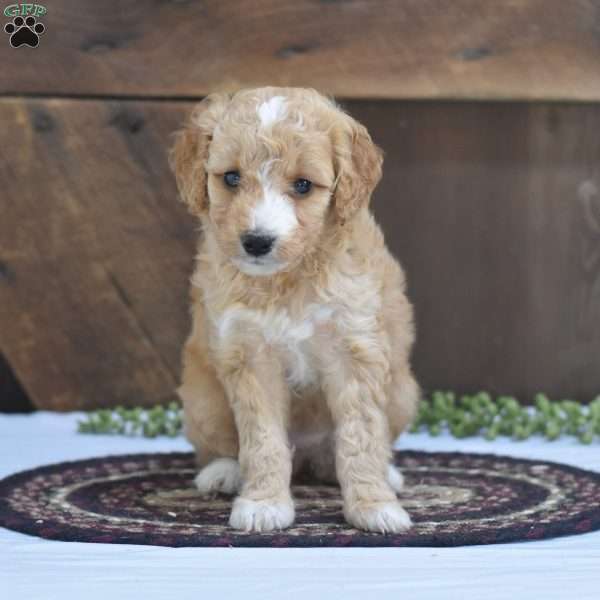 Sally, Mini Goldendoodle Puppy